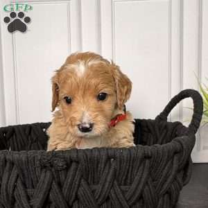 Winston, Mini Goldendoodle Puppy
